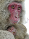 Baby Snow Monkey Clinging to Mother, Jigokudani Monkey Park, Japan Photographic Print by Josh Anon