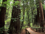 Old Redwood Trees, Muir Woods, San Francisco, California, USA Photographie par Bill Bachmann