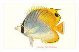 Hawaiian Fish, Chaetodon Pósters Hawaiian Fish, Chaetodon Pósters