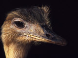 Ema, Parque Des Aves, Foz Do Iguacu, Parana, Brazil Fotografisk trykk av Julie Bendlin Ema, Parque Des Aves, Foz Do Iguacu, Parana, Brazil Fotografisk trykk av Julie Bendlin