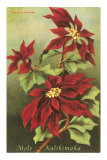 Mele Kalikimaka, Poinsettias Posters
