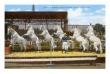 White Patrol Horses, Sioux City, Iowa Posters