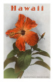 Hibiscus, Hawaii Pósters Hibiscus, Hawaii Pósters