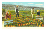 Pineapple Plantation, Hawaii Posters