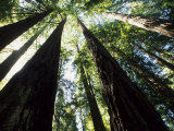 Old Redwood Trees, Muir Woods, California, USA Photographie par Bill Bachmann