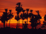 Sunset, The Pantanal, Matto Grosso Du Sul, Brazil Fotografisk trykk av Julie Bendlin Sunset, The Pantanal, Matto Grosso Du Sul, Brazil Fotografisk trykk av Julie Bendlin