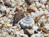 Shells on The Beach, Puerto Telchac, Mexico Photographic Print by Julie Eggers
