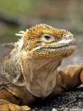 Land Iguana, Isla Isabela, Galapagos Islands, Ecuador Photographic Print by Michael DeFreitas