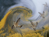 Abstract Simulation of Hummingbirds, Woodland Park, Colorado, USA Photographic Print by Don Grall