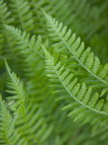 Fresh Green Ferns in A Row, Olympic National Park, Washington, USA Photographic Print by Terry Eggers