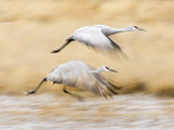 Sandhill Crane taking-off, Bosque del Apache National Wildlife Refuge, Socorro, New Mexico, USA Photographic Print by Larry Ditto