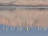 American Avocet, Salton Sea Area, Imperial County, California, USA Photographic Print by Diane Johnson
