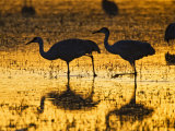 Sandhill Cranes wading, Bosque del Apache National Wildlife Refuge, Socorro, New Mexico, USA Photographic Print by Larry Ditto