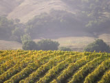 Vineyard in northern California, Sonoma, California, USA Photographic Print by Alan Klehr