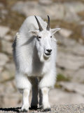 Mountain Goat, Mount Evans, Rocky Mountains, Colorado, USA Photographic Print by Diane Johnson