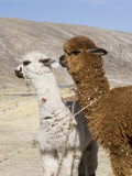 Alpacas Outside Local Home, Puno, Peru Photographie par Diane Johnson