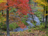 Coles Creek lined Autumn Maple Trees, Houghton, Michigan, USA Photographic Print by Chuck Haney