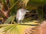 Juvenile Black-Crowned Night-Heron, Santee Lakes, San Diego, California, USA Photographic Print by Diane Johnson