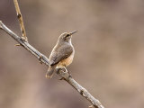 Rock Wren, Anza-Borrego Desert State Park, California, USA Photographic Print by Diane Johnson