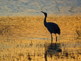 Sandhill Crane drinking in pond, Bosque del Apache National Wildlife Refuge, Socorro, New Mexico Photographic Print by Larry Ditto