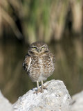 Burrowing Owl, Salton Sea Area, Imperial County, California, USA Photographic Print by Diane Johnson