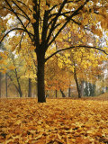 Autumn, Manito Park, Spokane, Washington, USA Photographic Print by Charles Gurche