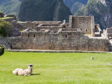 Llama Resting on Main Plaza, Machu Picchu, Peru Photographic Print by Diane Johnson