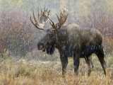 Bull Moose in Snowstorm, Grand Teton National Park, Wyoming, USA Photographic Print by Rolf Nussbaumer