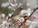 Adult Cedar Waxwing, Grand Teton National Park, Wyoming, USA Photographic Print by Rolf Nussbaumer