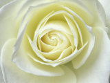Close up details of white rose Photographie par Adam Jones