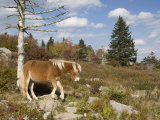 Wild Pony in Grayson Highlands State Park, Virginia, USA Photographic Print by Diane Johnson
