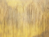 Reed Patterns and Fall Color on Little Sand Lake, Dorset, Minnesota, USA Photographic Print by Richard Hamilton Smith