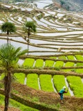 Hani Woman in Flooded Jiayin Terraces, Honghe County, Yunnan Province, China Photographic Print by Charles Crust