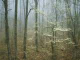 Flowering Dogwood in foggy forest, Appalachian Trail, Shenandoah National Park, Virginia, USA Photographic Print by Charles Gurche