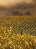 Vineyard in northern California, Sonoma, California, USA Photographic Print by Alan Klehr