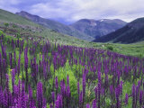 Wildflowers in Alpine Meadow, Ouray, San Juan Mountains, Rocky Mountains, Colorado, USA Photographic Print by Rolf Nussbaumer