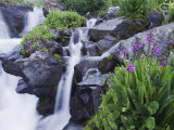 Mountain Stream and Wildflowers, Ouray, San Juan Mountains, Rocky Mountains, Colorado, USA Photographic Print by Rolf Nussbaumer