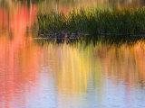 Grasses Growing in Water Reflecting, South Paris, Maine, USA Photographic Print by Wendy Kaveney