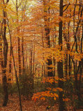 Autumn forest, Blue Ridge Parkway, Virginia, USA Photographic Print by Charles Gurche