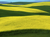 Canola Fields in bloom, Moscow, Idaho, USA Photographic Print by Charles Gurche