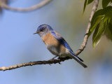 Western Bluebird, San Diego County, California, USA Photographic Print by Diane Johnson