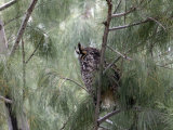 Long-Eared Owl, Anza-Borrego Desert State Park, California, USA Photographic Print by Diane Johnson