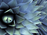 Pattern in Agave Cactus Photographic Print by Adam Jones