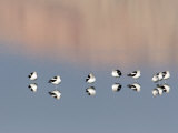 American Avocet, Salton Sea Area, Imperial County, California, USA Photographie par Diane Johnson