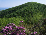Blue Ridge Mountains Catawba Rhododendron, Blue Ridge Parkway, Virginia, USA Photographic Print by Charles Gurche