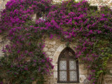 Bright Pink Bougainvillea, Eze, Provence, France Photographic Print by Wendy Kaveney