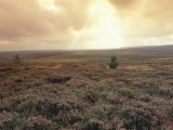Heather, near Danby, North York Moors, England Photographic Print by Alan Klehr