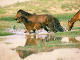 Wild Horses, Gobi Desert, Mongolia Photographic Print by Gavriel Jecan