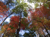 Fall Foliage near Fall Creek Falls State Park, Tennessee, USA Photographic Print by Diane Johnson