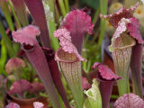 Colorful Pitcher Plants, Bloemenmarket, Amsterdam, Netherlands Photographic Print by Marilyn Parver